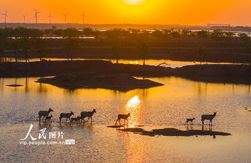 江苏大丰 湿地麋鹿欢
